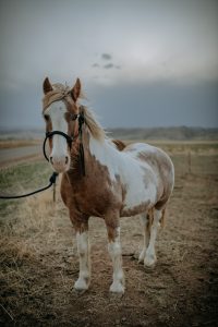 _DSC0781
