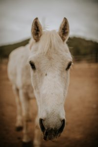 _DSC1726