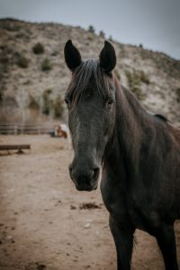 _DSC1730