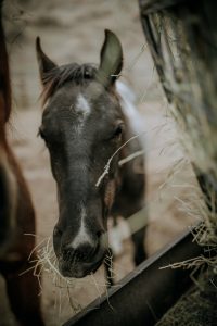 _DSC1778