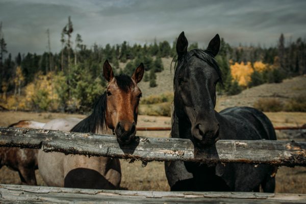 _DSC4936