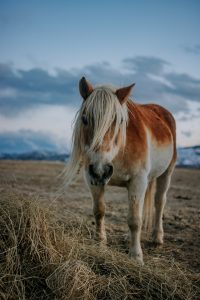 _DSC6758