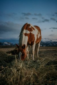 _DSC6784
