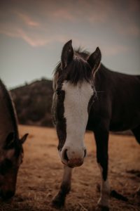 _DSC7557
