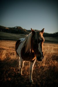 _DSC8446