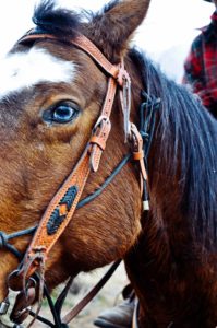 beautiful-horses