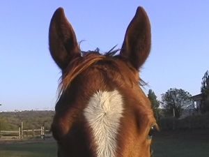 horse_ears