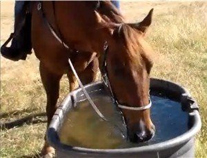 xhorse-water.jpg.pagespeed.ic.aWDeNizpRX