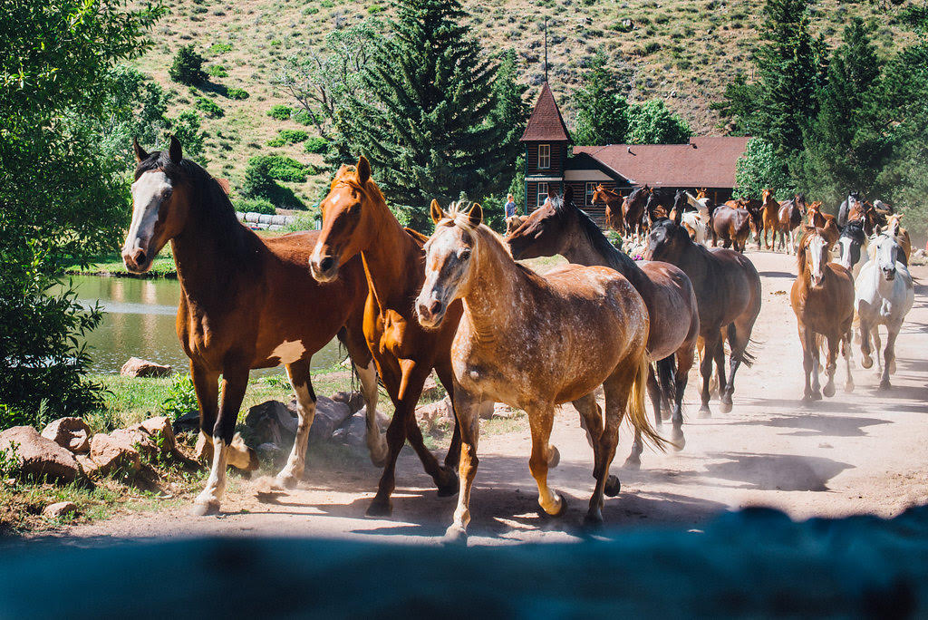 Cherokee Park Ranch photo 7